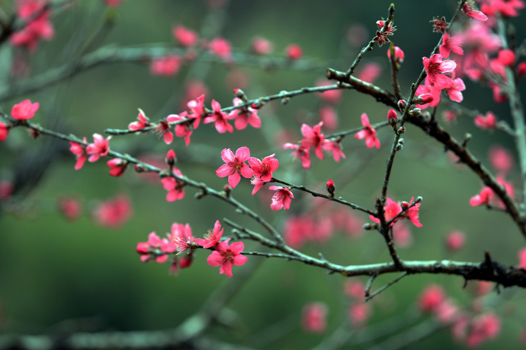 必一运动官网|斗鱼CEO称斗鱼获腾讯6.3亿投资 将深耕直播领域(图1) 必一运动官网