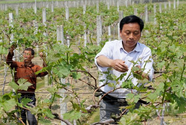 碎片商店更新先别换,史诗皮肤4选一,没有猫狗日记的笑了:bsports必一体育(图3) 必一运动bsport体育