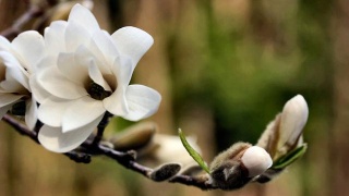 罗马2全面战争公布首个完整资料片“高卢战记”-必一运动(图1) 必一运动